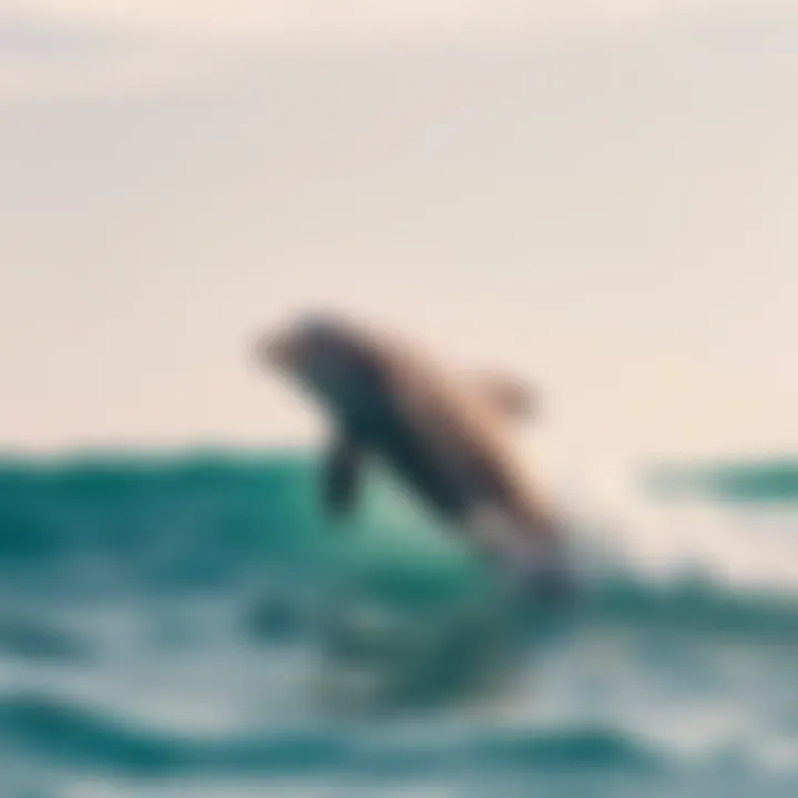 Magnificent Exploring Fascinating Aspects of Dolphins