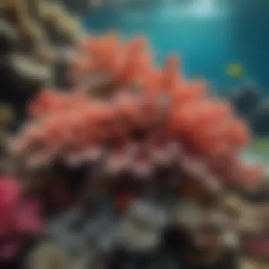 The Rich Diversity of Coral Reefs Vibrant coral reef teeming with marine life