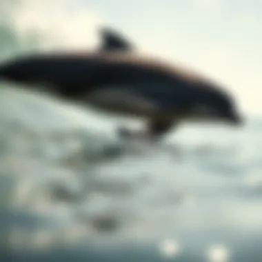 Natural Habitat and Family Dynamics of Dolphins Dolphin habitat showcasing family interactions