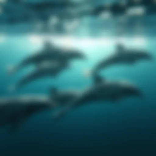 Dolphin pods swimming together