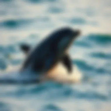 Echolocation and Communication in Dolphins Dolphins communicating through echolocation