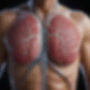 Visual representation of lung anatomy and function