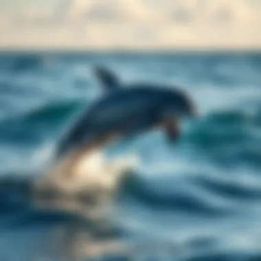 Notable Exploring Fascinating Aspects of Dolphins