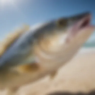 Close-up of local fish species caught in Cabo San Lucas waters