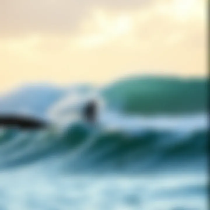 Coastal Environment and Surf Culture Coastal environment showcasing natural beauty and surf culture