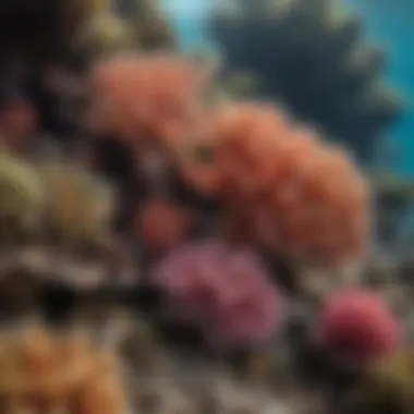 A close-up of diverse marine life thriving in coral reefs