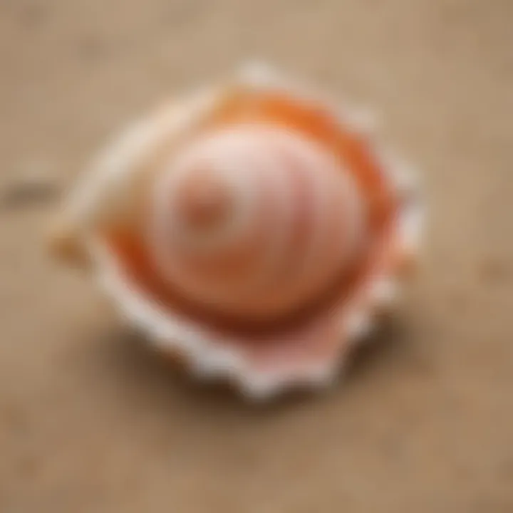 Close-up of a conch shell on a sandy beach