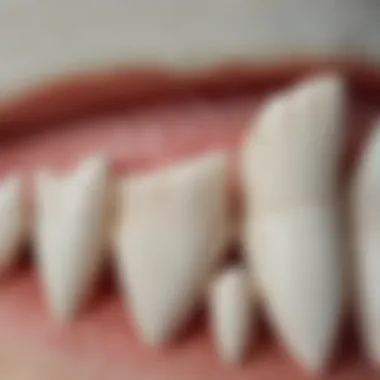 Close-up of great white shark teeth highlighting their serrated edges