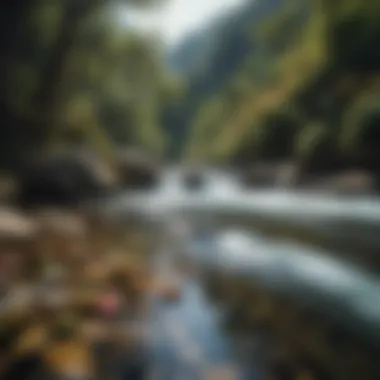 Crystal-clear mountain stream with vibrant flora