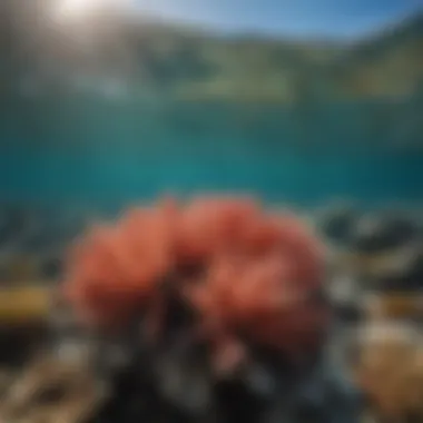 Artistic depiction of coral ecosystems beneath surf waters