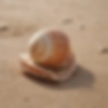 Close-up of a seashell resting on the sand with ocean in the background