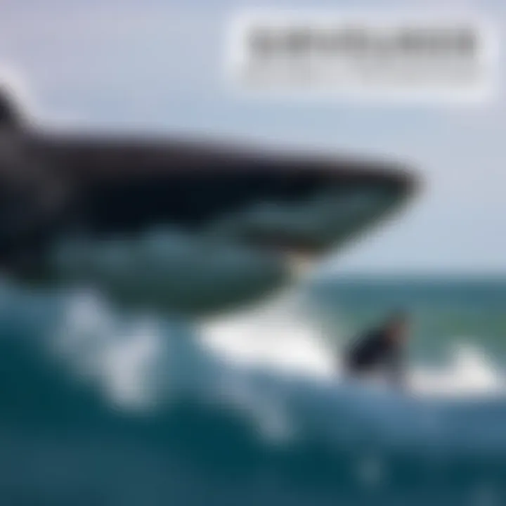 The Evolving Landscape of Shark Finders: Navigating Safety and Technology in Surfing Summary