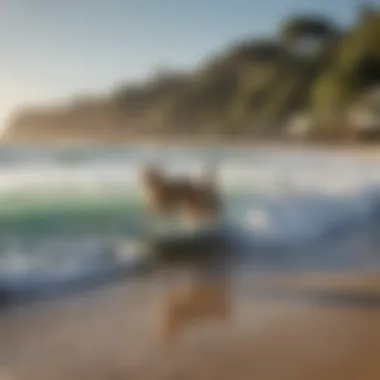 A group of surfers with their cats enjoying a beach day