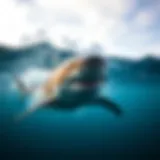 Understanding Bull Sharks: Ten Key Facts Introduction