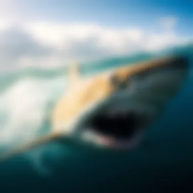 Notable Understanding Bull Sharks: Ten Key Facts Notable Understanding Bull Sharks: Ten Key Facts