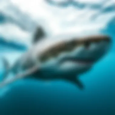 Understanding Bull Sharks: Ten Key Facts Summary Understanding Bull Sharks: Ten Key Facts Summary