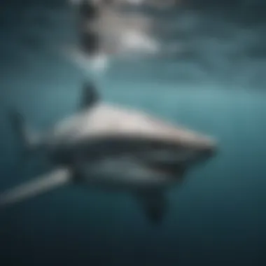 A close-up of a shark swimming gracefully underwater